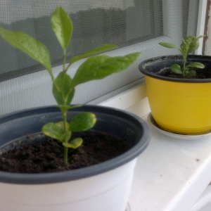 Comment faire pousser un citron à partir d'une graine à la maison: plantation, entretien, nuances et erreurs