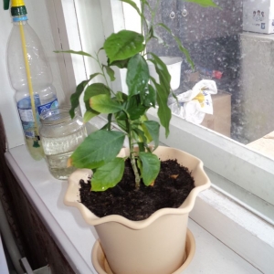 Comment faire pousser un citron à partir d'une graine à la maison: plantation, entretien, nuances et erreurs