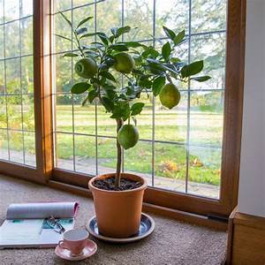 Comment faire pousser un citron à partir d'une graine à la maison: plantation, entretien, nuances et erreurs