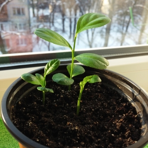 Comment faire pousser un citron à partir d'une graine à la maison: plantation, entretien, nuances et erreurs