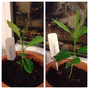 Comment faire pousser un citron à partir d'une graine à la maison: plantation, entretien, nuances et erreurs