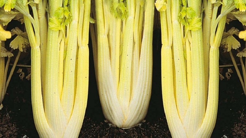 Les meilleures variétés de céleri pédonculé: Pascal, Atlant, Utah et autres