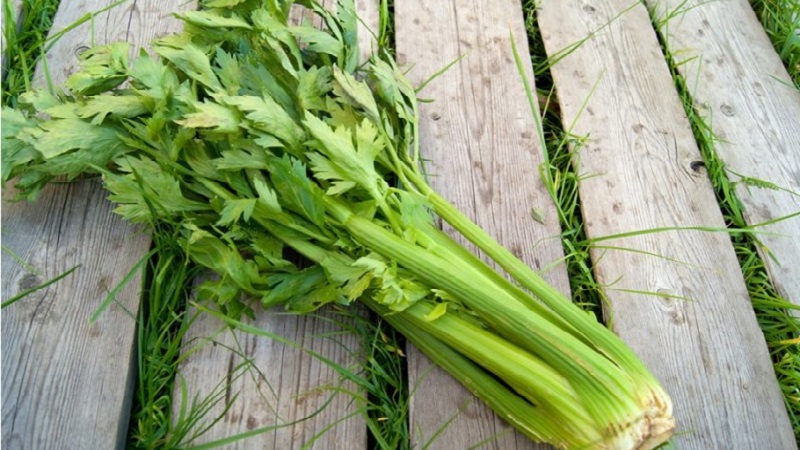 Les meilleures variétés de céleri pédonculé: Pascal, Atlant, Utah et autres