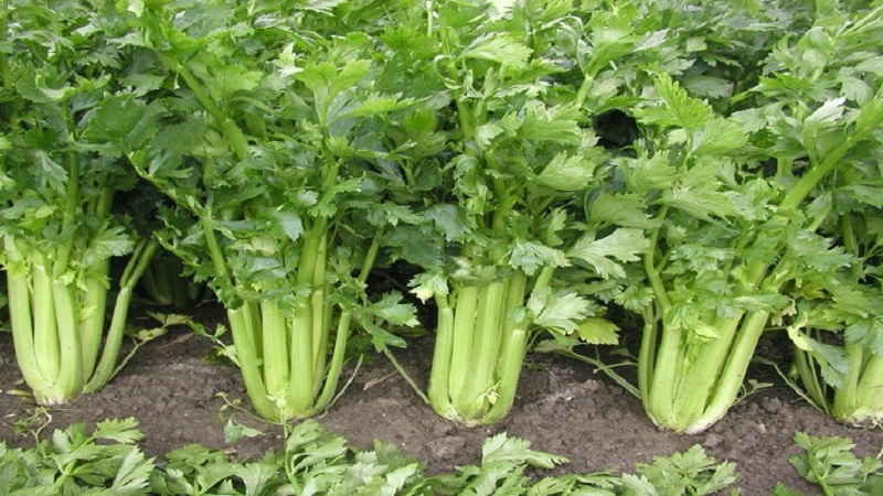 Les meilleures variétés de céleri pédonculé: Pascal, Atlant, Utah et autres
