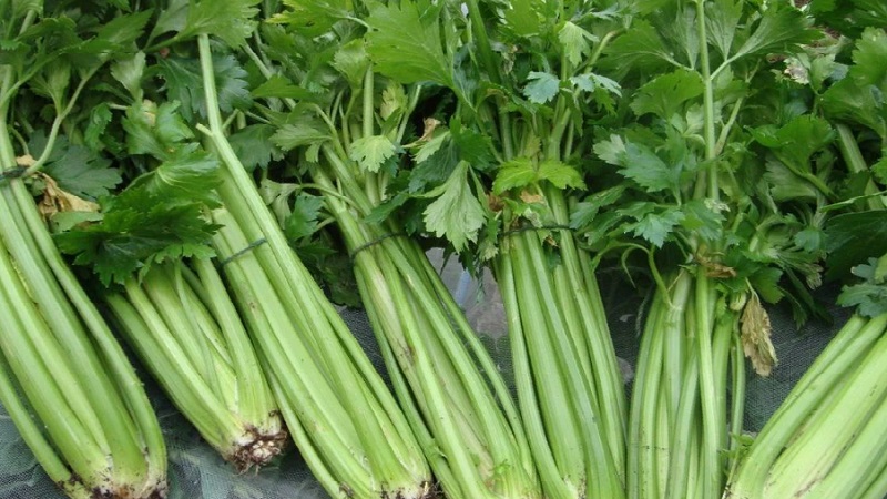 Les meilleures variétés de céleri pédonculé: Pascal, Atlant, Utah et autres