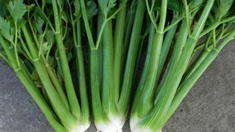 Les meilleures variétés de céleri pédonculé: Pascal, Atlant, Utah et autres