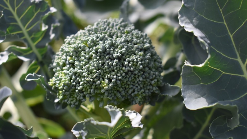 Les meilleures variétés et hybrides de chou brocoli pour la Sibérie et les caractéristiques de leur culture
