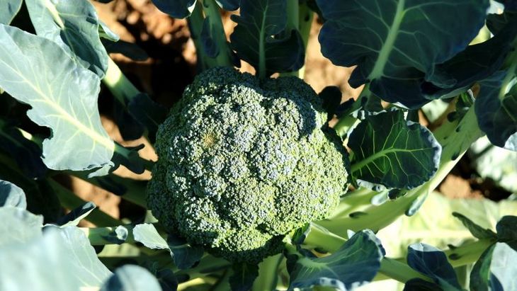 Les meilleures variétés et hybrides de chou brocoli pour la Sibérie et les caractéristiques de leur culture