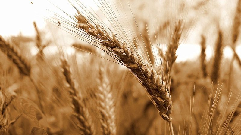 Les meilleures variétés de blé de printemps: caractéristiques de Uralosibirskaya, Darya, Omskaya et autres