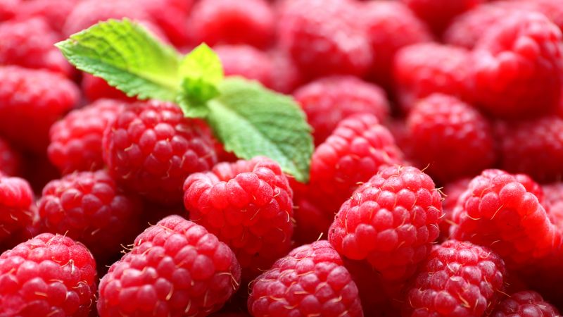 Framboises: propriétés bénéfiques des baies et dommages possibles