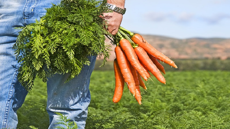 Les carottes sont le meilleur ami de la puissance masculine