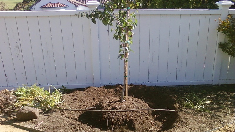 Variété de poire à haut rendement résistante au gel Cathedral