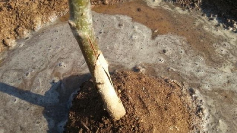 Variété de poire à haut rendement résistante au gel Cathedral