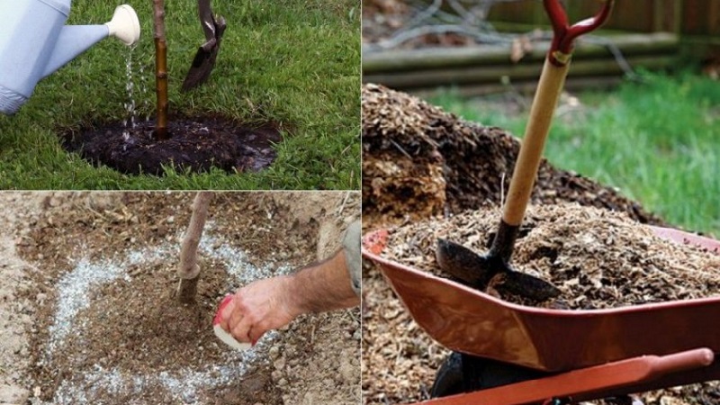 Variété de poire à haut rendement résistante au gel Cathedral