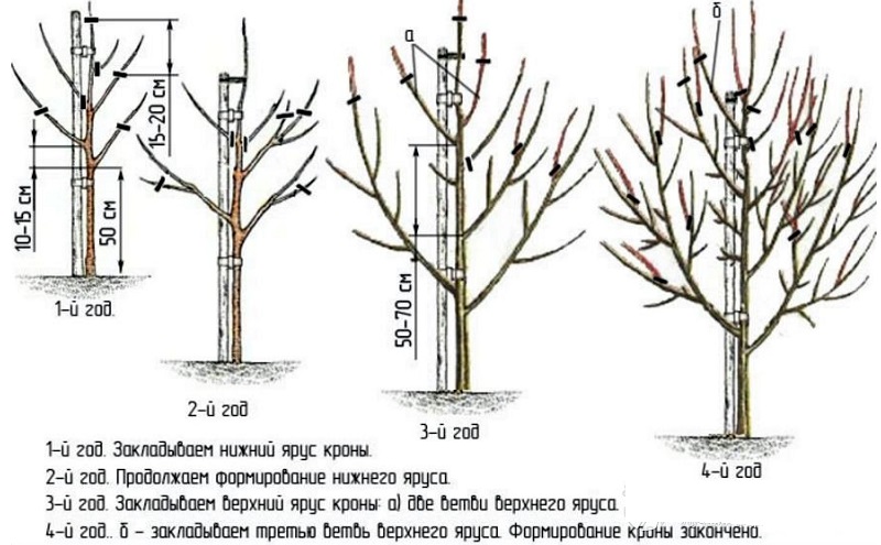 Variété de poire à haut rendement résistante au gel Cathedral