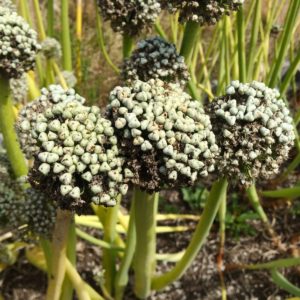 Recommandations des jardiniers expérimentés: est-il possible de semer des oignons noirs avant l'hiver et quand le faire