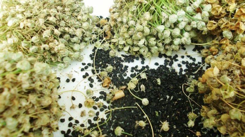 Recommandations des jardiniers expérimentés: est-il possible de semer des oignons noirs avant l'hiver et quand le faire