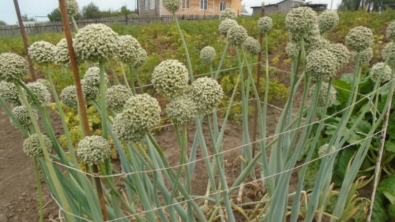 Recommandations des jardiniers expérimentés: est-il possible de semer des oignons noirs avant l'hiver et quand le faire