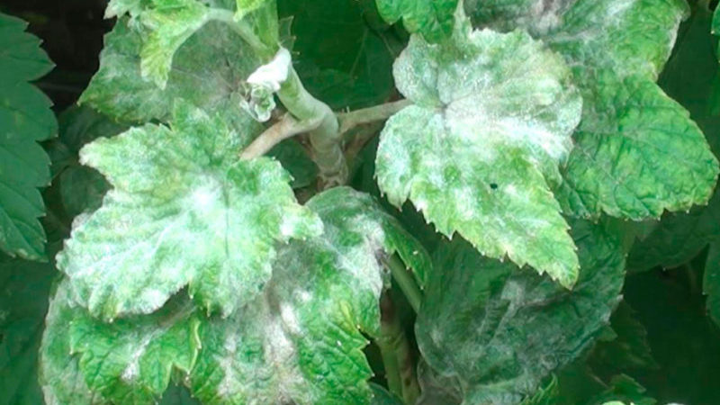 Les remèdes populaires les plus efficaces contre l'oïdium sur les groseilles