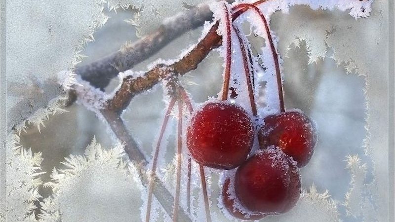 Examen des meilleures variétés de cerises douces résistantes à l'hiver et critères de sélection