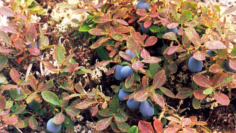 Description et traitement des maladies du chèvrefeuille et lutte antiparasitaire