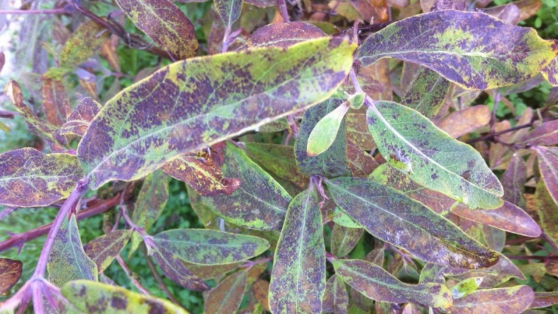 Description et traitement des maladies du chèvrefeuille et lutte antiparasitaire