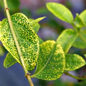 Description et traitement des maladies du chèvrefeuille et lutte antiparasitaire