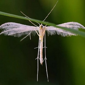 Description et traitement des maladies du chèvrefeuille et lutte antiparasitaire