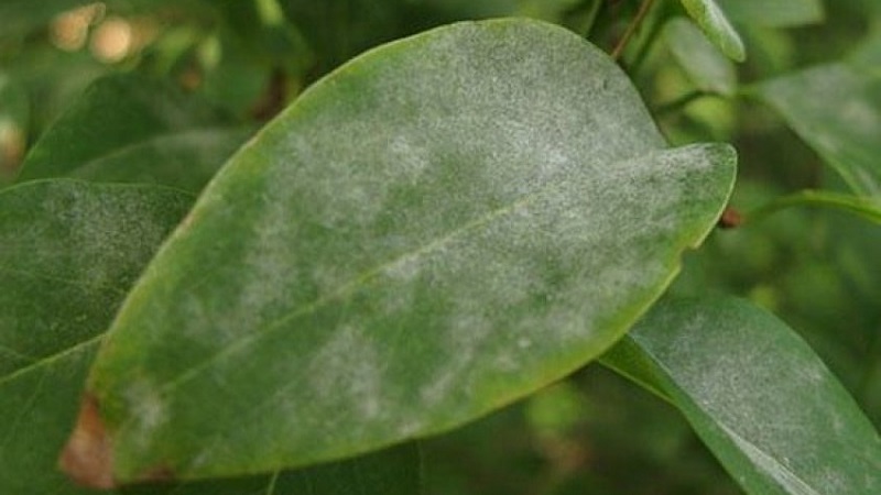 Description et traitement des maladies du chèvrefeuille et lutte antiparasitaire