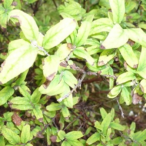 Description et traitement des maladies du chèvrefeuille et lutte antiparasitaire