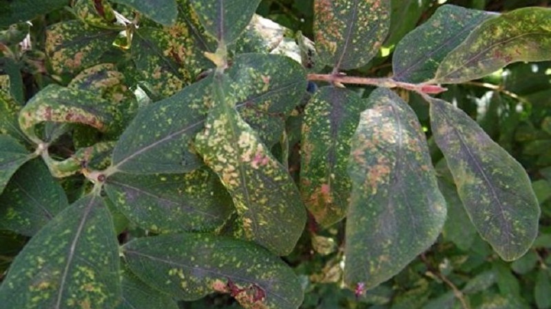 Description et traitement des maladies du chèvrefeuille et lutte antiparasitaire