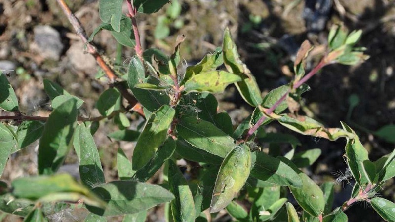 Description et traitement des maladies du chèvrefeuille et lutte antiparasitaire