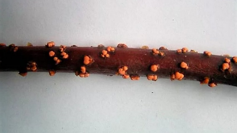 Description et traitement des maladies du chèvrefeuille et lutte antiparasitaire