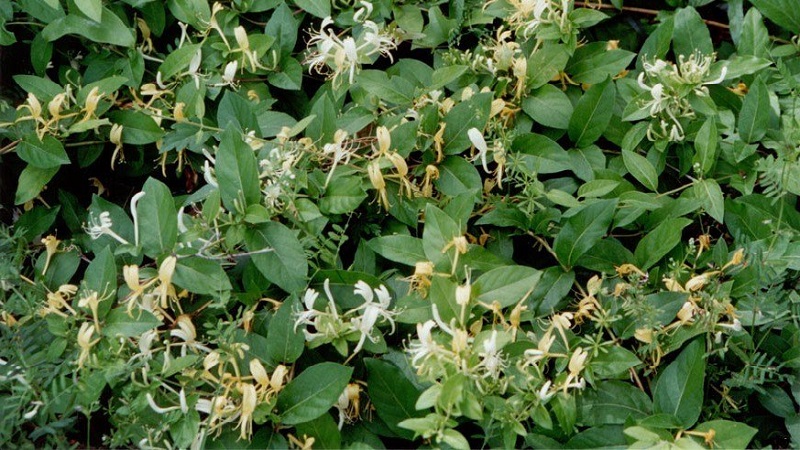 Caractéristiques et règles de culture du chèvrefeuille japonais (variétés Aureoreticulata, Haliana, Purpurea, Variegated)