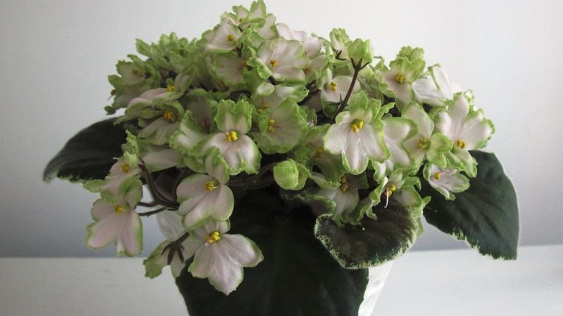 Caractéristiques et règles de culture du chèvrefeuille japonais (variétés Aureoreticulata, Haliana, Purpurea, Variegated)