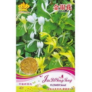 Caractéristiques et règles de culture du chèvrefeuille japonais (variétés Aureoreticulata, Haliana, Purpurea, Variegated)