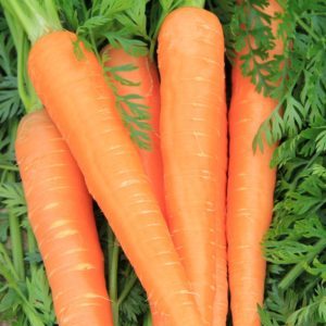 Caractéristiques de la variété de carottes Rote Riesen: description, technologie agricole, avis