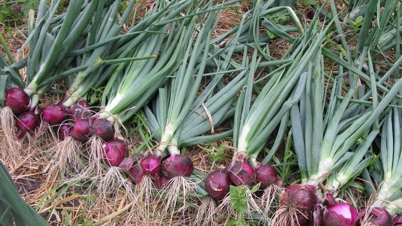 Caractéristiques des propriétés de croissance et utiles des oignons rouges