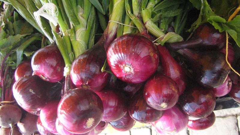 Caractéristiques des propriétés de croissance et utiles des oignons rouges