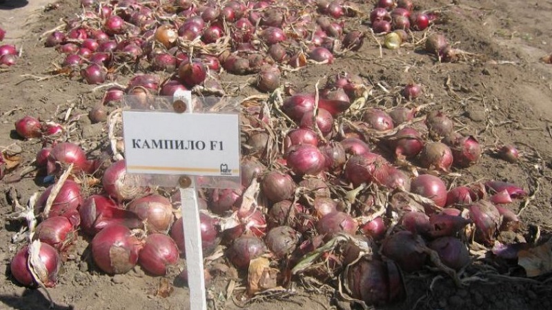 Caractéristiques des propriétés de croissance et utiles des oignons rouges