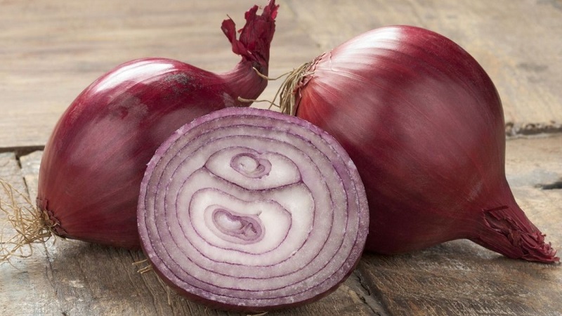 Caractéristiques des propriétés de croissance et utiles des oignons rouges