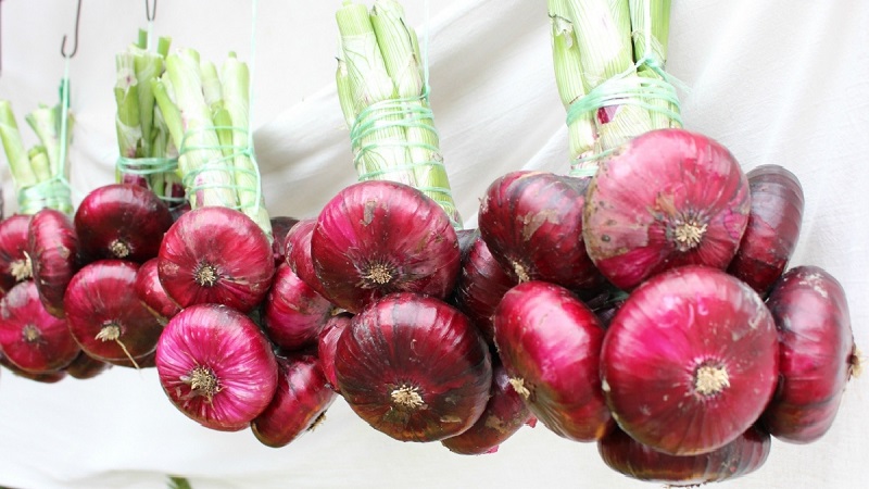 Caractéristiques des propriétés de croissance et utiles des oignons rouges