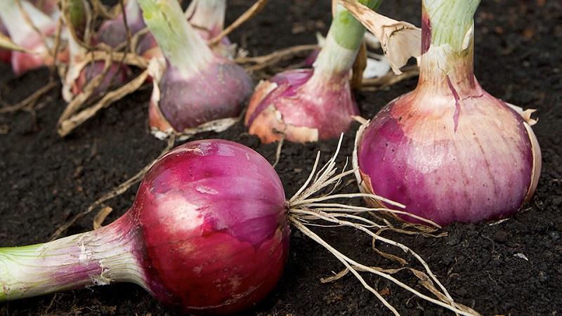 Caractéristiques des propriétés de croissance et utiles des oignons rouges