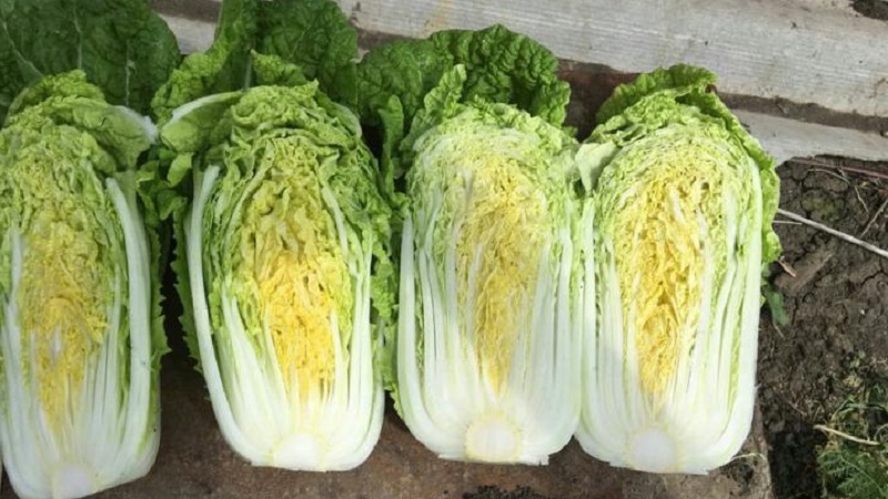 Chou chinois: description, photo, culture et stockage