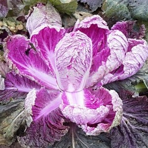 Chou de Pékin: description, photo, principales caractéristiques des variétés et hybrides