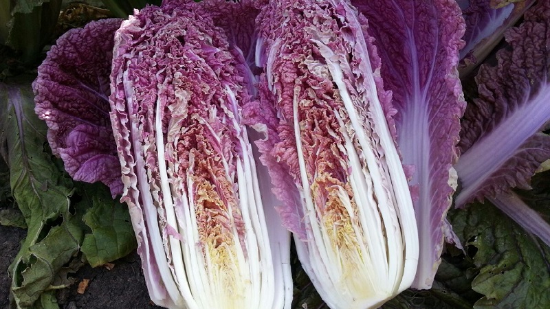 Chou chinois: description, photo, culture et stockage