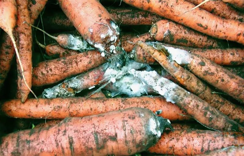 Que faire si les carottes pourrissent pendant le stockage et pourquoi cela se produit