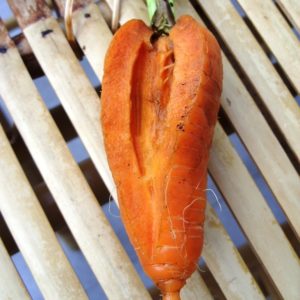 Noyau blanc dans les carottes - pourquoi cela se produit