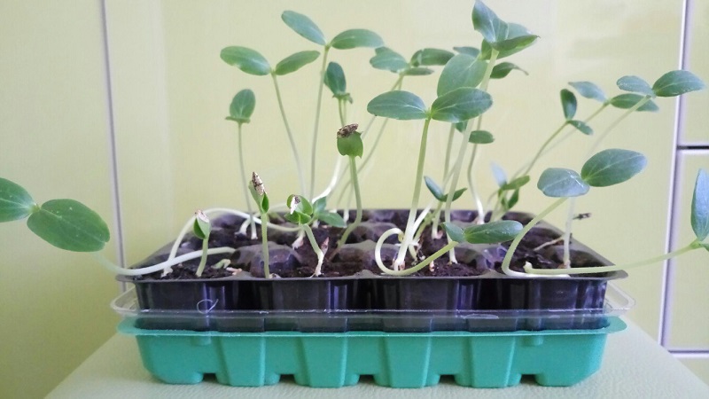 Pourquoi les plants de concombre sont-ils arrachés et comment les cultiver correctement pour les éviter