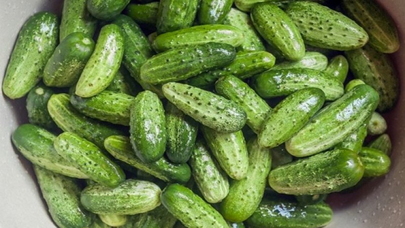 Une sélection des meilleures variétés de concombres en pleine terre dans la région de Moscou et des conseils sur leur choix